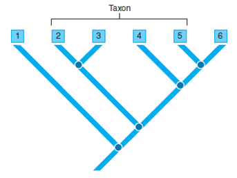 ANALYZING DATA. In the illustration, what kind of grouping is represented by the bracketed area? What type of group is formed by 2 and 3? What type of group is formed by 2, 4, and 6?