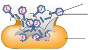 What does this diagram illustrate? Complete the labels.