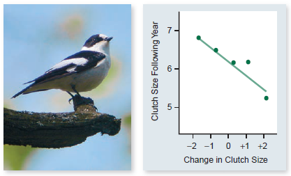 Refer to figure 56.13. Given a trade-off between current reproductive effort and future reproductive success (the so-called cost of reproduction), would you expect old individuals to have the same optimal reproductive effort as young individuals