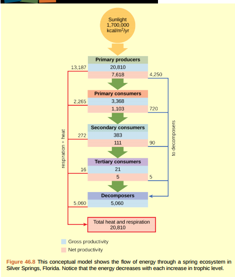 Figure 46.8 Why do you think the value for gross productivity of the primary producers is the same as the value for total heat and respiration (20,810 kcal/m 2 /yr)?