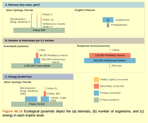 Figure 46.10 Pyramids depicting the number of organisms or biomass may be inverted, upright, or even diamond-shaped. Energy pyramids, however, are always upright. Why?