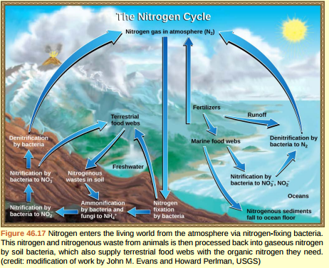 <strong>Figure 46.17 Which of the following statements about the nitrogen cycle is false?</strong> A) Ammonification converts organic nitrogenous matter from living organisms into ammonium (NH 4 + ). B) Denitrification by bacteria converts nitrates (NO 3 - ) to nitrogen gas (N<sub>2</sub> ). C) Nitrification by bacteria converts nitrates (NO 3 - ) to nitrites (NO<sub>2</sub> - ). D) Nitrogen fixing bacteria convert nitrogen gas (N<sub>2</sub> ) into organic compounds.