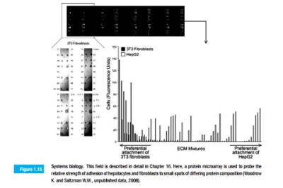 Figure 1.15 shows an image of a microscope slide, onto which small spots of protein have been printed. The slide was used to identify protein compositions that provide for good adhesion of cells. If each spot of protein is 300 microns (micrometers) in diameter, and each cell is 15 microns in diameter, what is the maximum number of cells that can fit into each spot?