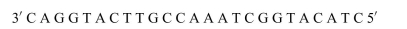 What will be the amino acid sequence specified by the following gene?