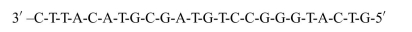 A given strand of DNA undergoes a mutation because of an error in replica- tion. The given DNA strand (before mutation) has the following sequence: Upon mutation, the G nucleotide that is eight bases from the 3? end is deleted, resulting in the following sequence: Write out mRNA formed in transcription and the corresponding sequence of amino acids for both the normal and mutated sequence, highlighting the specific change that comes about from this mutation.