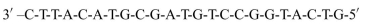 A given strand of DNA undergoes a mutation because of an error in replica- tion. The given DNA strand (before mutation) has the following sequence: Upon mutation, the G nucleotide that is eight bases from the 3? end is deleted, resulting in the following sequence: Write out mRNA formed in transcription and the corresponding sequence of amino acids for both the normal and mutated sequence, highlighting the specific change that comes about from this mutation.