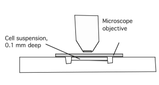 A bacterial culture is initially composed of 100 cells. After 1 hour, the number of bacteria is 1.5 times the initial population. a. If the rate of growth is proportional to the number of bacteria present, determine the time necessary for the number of bacteria to triple. A. b. Figure 5.23 A. Side view of hemocytometer. B. View through microscope objective. Each ruled square is 0.25 mm on a side (i.e., the distance between the three thick lines is 1 mm). Photo courtesy of Dr. John Parrish. b. What is the time required for a culture with 1 × 106 of the same bacteria to triple? Explain your results. c. Under what conditions would the answers obtained in b be invalid?