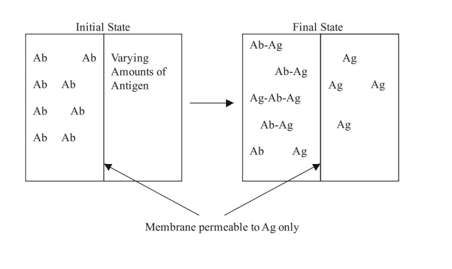 An equilibrium dialysis experiment was performed to characterize the bind- ing affinity of a mouse IgG or human IgG antibody for an antigen, GAD65. The association constant for the monoclonal mouse IgG is and for a human IgG is a. Calculate the dissociation constant for each antibody. Which antibody has a higher binding affinity for GAD65? Explain. b. For a GAD65 concentration of 0.7 nM, calculate the fraction of free Ab sites for each antibody.