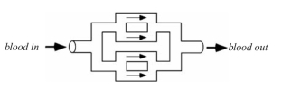 One of the major limitations in tissue engineering is vascularization. Without an adequate blood supply, most grafted tissues will suffer tremendously. In fact, most researchers in this field would argue that this is the single most significant hurdle that must be overcome for us to achieve overwhelming success. Even if we can establish conditions that support the proliferation and differentiation of three-dimensional tissue-engineered constructs in vitro, the survival of these constructs after implantation will be unlikely unless there is an adequate supply of blood. The liver, in particular, requires a very large sup- ply of blood for its survival. Currently, polyglycolic acid (PGA)/hepatocyte constructs are grown in culture then implanted into the mesentery of the rat for in vivo studies. The mesentery is a highly vascularized membranous fold that attaches the small intestine to the dorsal wall of the body. Despite this highly vascularized bed for implantation, the present survival rate of implanted hepatocytes is very low. There is research underway to improve the vascularization of implanted hepatocytes for replacement of the liver: • In one case, researchers are impregnating the PGA scaffold with VEGF, a growth factor that induces the growth of new blood vessels (angiogenesis). • In a second case, researchers are using advanced free-form fabrication techniques to create a three-dimensional polymer structure that looks like a capillary bed. The hepatocytes would be seeded on the exterior of the capillary bed structure. The two ends of the structure can then be sutured directly in line with a blood vessel. The device would NOT be encased within any other membrane (i.e., this is an open system). From the information given here, from our discussions in class, and considering the many functions of the liver, thoroughly discuss the following: a. What would be the major concerns with each approach and why? b. What would be the major advantages to each approach and why?