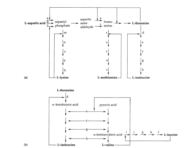 Consider the aspartic acid pathway shown in Fig. 4A.1. Assume you have been asked to de- velop a high-lysine-producing mutant. What strategy would you pursue? (That is, which steps would you modify by removing feedback inhibition, and what changes in medium composi- tion would you make over a simple mineral salts-glucose base medium?) Figure 4A.1 A simplified diagram of the aspartate pathway in E. coli. Each solid arrow designates a reaction catalyzed by one enzyme. The biosynthetic products of the pathway (in boldface) are all allosteric inhibitors of one or more reactions. Careful study of this diagram reveals that with a single exception (the inhibition exerted by valine) the inhibition imposed by one amino acid does not cause starvation for a different amino acid. Part (a)shows the regulatory interrelationships of the L-lysine, L-methionine, and L-isoleucine branches of the pathway. Part (b) shows the regulatory interrelationships of the L-isoleucine, L-valine, and L-leucine branches