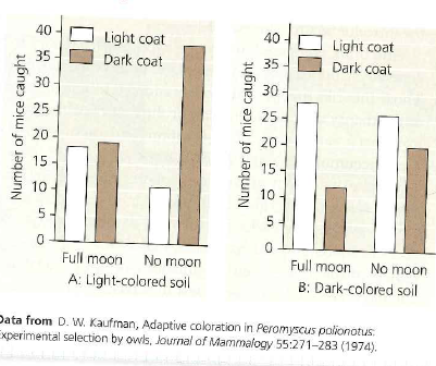 How much does Camouflage Affect Predation on Mice by Owls with and without Moonlight D.W. Kaufman hypothesized that the extent to which the coat color of a mouse contrasted with the color of its surroundings would affect the rate of nighttime predation by owls. He also hypothesized that contrast would be affected by the amount of moonlight. In this exercise, you will analyze data from his studies of owl-mouse predation that tested these hypotheses. How the Experiment Was Done Pairs of mice ( Peromyscus polionotus) with different coat colors, one light brown and one dark brown , were released simultaneously into an enclosure that contained a hungry owl. The researcher recorded the color of the mouse that was first caught by the owl. If the owl did not catch either mouse within 5 minutes, the test was recorded as a zero. The release trials were repeated multiple times in enclosures with either a dark-colored soil surface or a light-colored soil surface. The presence or absence of moonlight during each assay was recorded. Data from the Experiment First, make sure you understand how the graphs are set up. Graph A shows data from the light-colored soil enclosure and graph B from the dark-colored enclosure, but in all other respects the graphs are the same. (a) There is more than one independent variable in this graphs. What are the independent variables, the variables that are tested by the researcher Which axis of the graphs has the independent variables (b) What is the dependent variable, the response of the variables being tested Which axis of the graphs has the dependent variable (For additional information about graphs, see the Scientific Skills Review in Appendix F and in the Study Area in MasteringBiology.