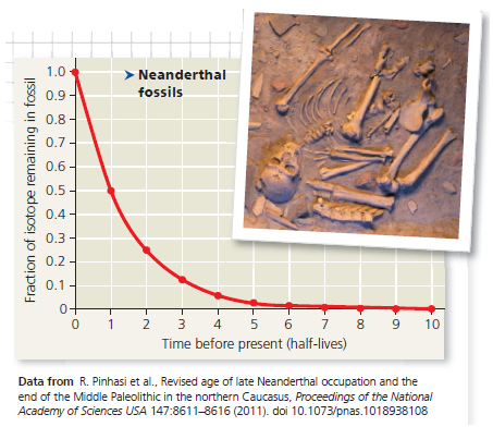 Calibrating a Standard Radioactive Isotope Decay Curve and Interpreting Data How Long Might Neanderthals Have Co-Existed with Modern Humans ( Homo sapiens ) Neanderthals ( Homo neanderthalensis ) were living in Europe by 350,000 years ago and may have coexisted with early Homo sapiens in parts of Eurasia for hundreds or thousands of years before Neanderthals became extinct. Researchers sought to more accurately determine the extent of their overlap by pinning down the latest date Neanderthals still lived in the area. They used carbon-14 dating to determine the age of a Neanderthal fossil from the most recent (uppermost) archeological layer containing Neanderthal bones. In this exercise you will calibrate a standard carbon-14 decay curve and use it to determine the age of this Neanderthal fossil. The age will help you approximate the last time the two species may have coexisted at the site where this fossil was collected. How the Experiment Was Done Carbon-14 ( ¹⁴C) is a radioactive isotope of carbon that decays to ¹⁴N at a constant rate. ¹⁴C is present in the atmosphere in small amounts at a constant ratio with both ¹³C and ¹²C, two other isotopes of carbon. When carbon is taken up from the atmosphere by a plant during photosynthesis, ¹²C, ¹³C, and ¹⁴C isotopes are incorporated into the plant in the same proportions in which they were present in the atmosphere. These proportions remain the same in the tissues of an animal that eats the plant. While an organism is alive, the ¹⁴C in its body constantly decays to ¹⁴N but is constantly replaced by new carbon from the environment. Once an organism dies, it stops taking in new ¹⁴C but the ¹⁴C in its tissues continues to decay, while the ¹²C in its tissues remains the same because it is not radioactive and does not decay. Thus, scientists can calculate how long the pool of original ¹⁴C has been decaying in a fossil by measuring the ratio of ¹⁴C to ¹²C and comparing it to the ratio of ¹⁴C to ¹²C present originally in the atmosphere. The fraction of ¹⁴C in a fossil compared to the original fraction of ¹⁴C can be converted to years because we know that the half-life of ¹⁴C is 5,730 years-in other words, half of the ¹⁴C in a fossil decays every 5,730 years. Data from the Experiment The researchers found that the Neanderthal fossil had approximately 0.0078 (or, in scientific notation, 7.8 × 10³ ) as much ¹⁴C as the atmosphere. The following questions will guide you through translating this fraction into the age of the fossil. Carbon-14 dating works for fossils up to about 75,000 years old; fossils older than that contain too little ¹⁴C to be detected. Most dinosaurs went extinct 65.5 million years ago. (a) Can ¹⁴C be used to date dinosaur bones Explain. (b) Radioactive uranium-235 has a half-life of 704 million years. If it was incorporated into dinosaur bones, could it be used to date the dinosaur fossils Explain.
