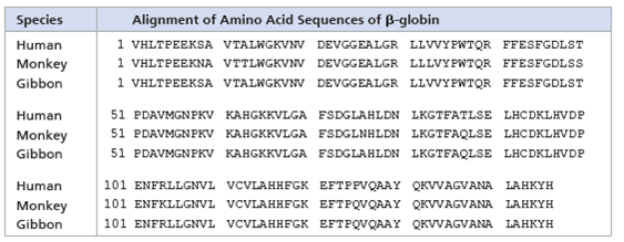 Analyzing Polypeptide Sequence Data Are Rhesus Monkeys or Gibbons More Closely Related to Humans In this exercise, you will look at amino acid sequence data for the polypeptide chain of hemoglobin, often called -globin. You will then interpret the data to hypothesize whether the monkey or the gibbon is more closely related to humans. How Such Experiments Are Done Researchers can isolate the polypeptide of interest from an organism and then determine the amino acid sequence. More frequently, the DNA of the relevant gene is sequenced, and the amino acid sequence of the polypeptide is deduced from the DNA sequence of its gene. Data from the Experiments In the data below, the letters give the sequence of the 146 amino acids in -globin from humans, rhesus monkeys, and gibbons. Because a complete sequence would not fit on one line here, the sequences are broken into three segments. The sequences for the three different species are aligned so that you can compare them easily. For example, you can see that for all three species, the first amino acid is V (valine) and the 146th amino acid is H (histidine). Based on these data alone, state a hypothesis for which of these two species is more closely related to humans. What is your reasoning
