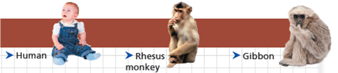 Analyzing Polypeptide Sequence Data Are Rhesus Monkeys or Gibbons More Closely Related to Humans In this exercise, you will look at amino acid sequence data for the polypeptide chain of hemoglobin, often called -globin. You will then interpret the data to hypothesize whether the monkey or the gibbon is more closely related to humans. How Such Experiments Are Done Researchers can isolate the polypeptide of interest from an organism and then determine the amino acid sequence. More frequently, the DNA of the relevant gene is sequenced, and the amino acid sequence of the polypeptide is deduced from the DNA sequence of its gene. Data from the Experiments In the data below, the letters give the sequence of the 146 amino acids in -globin from humans, rhesus monkeys, and gibbons. Because a complete sequence would not fit on one line here, the sequences are broken into three segments. The sequences for the three different species are aligned so that you can compare them easily. For example, you can see that for all three species, the first amino acid is V (valine) and the 146th amino acid is H (histidine). Based on these data alone, state a hypothesis for which of these two species is more closely related to humans. What is your reasoning