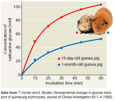 Interpreting a Scatter Plot with Two Sets of Data Is Glucose Uptake into Cells Affected by Age Glucose, an important energy source for animals, is transported into cells by facilitated diffusion using protein carriers. In this exercise, you will interpret a graph with two sets of data from an experiment that examined glucose uptake over time in red blood cells from guinea pigs of different ages. You will determine if the cells' rate of glucose uptake depended on the age of the guinea pigs. How the Experiment Was Done Researchers incubated guinea pig red blood cells in a 300 m M (millimolar) radioactive glucose solution at pH 7.4 at 25°C. Every 10 or 15 minutes, they removed a sample of cells and measured the concentration of radioactive glucose inside those cells. The cells came from either a 15-day-old or a 1-month-old guinea pig. Data from the Experiment When you have multiple sets of data, it can be useful to plot them on the same graph for comparison. In the graph here, each set of dots (of the same color) forms a scatter plot , in which every data point represents two numerical values, one for each variable. For each data set, a curve that best fits the points has been drawn to make it easier to see the trends. (For additional information about graphs, see the Scientific Skills Review in Appendix F.) Glucose Uptake over Time in Guinea Pig Red Blood Cells From the data points on the graph, construct a table of the data. Put Incubation Time (min) in the left column of the table.