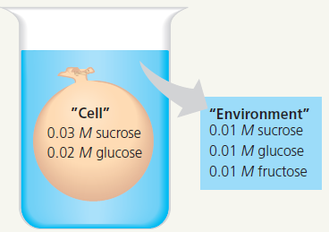 Draw IT An artificial cell consisting of an aqueous solution enclosed in a selectively permeable membrane is immersed in a beaker containing a different solution, the environment, as shown below. The membrane is permeable to water and to the simple sugars glucose and fructose but impermeable to the disaccharide sucrose. a. Draw solid arrows to indicate the net movement of solutes into and/or out of the cell. b. Is the solution outside the cell isotonic, hypotonic, or hypertonic c. Draw a dashed arrow to show the net osmosis, if any. d. Will the artificial cell become more flaccid, more turgid, or stay the same e. Eventually, will the two solutions have the same or different solute concentrations