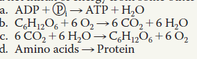 Which of the following metabolic processes can occur without a net influx of energy from some other process