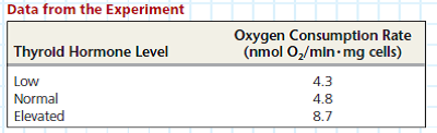 Does Thyroid Hormone Level Affect Oxygen Consumption in Cells Some animals, such as mammals and birds, maintain a relatively constant body temperature, above that of their environment, using heat produced as a by-product of metabolism. When the core temperature of these animals drops below an internal set point, their cells are triggered to reduce the efficiency of ATP produced by the electron transport chains in mitochondria. At lower efficiency, extra fuel must be consumed to produce the same number of ATPs, generating additional heat. Because this response is moderated by the endocrine system, researchers hypothesized that thyroid hormone might trigger this cellular response. In this exercise, you will use a bar graph to visualize data from an experiment that compared the metabolic rate (by measuring oxygen consumption) in mitochondria of cells from animals with different levels of thyroid hormone. How the Experiment Was Done Liver cells were isolated from sibling rats that had low, normal, or elevated thyroid hormone levels. The oxygen consumption rate due to activity of the mitochondrial electron transport chains of each type of cell was measured under controlled conditions.    Interpret the Data  To visualize any differences in oxygen consumption between cell types, it will be useful to graph the data in a bar graph. First, you'll set up the axes. (a) What is the independent variable (intentionally varied by the researchers), which goes on the x -axis List the categories along the x -axis; because they are discrete rather than continuous, you can list them in any order. (b) What is the dependent variable (measured by the researchers), which goes on the y -axis (c) What units (abbreviated) should go on the y -axis Label the y -axis, including the units specified in the data table. Determine the range of values of the data that will need to go on the y -axis. What is the largest value Draw evenly spaced tick marks and label them, starting with 0 at the bottom.