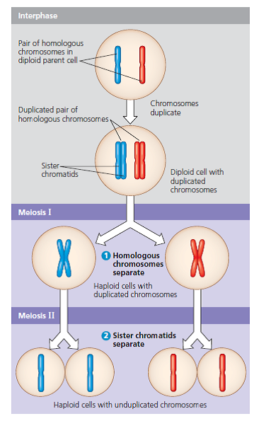 How Does DNA Content Change as Budding Yeast Cells Proceed Through Meiosis When nutrients are low, cells of the budding yeast ( Saccharomyces cerevisiae ) exit the mitotic cell cycle and enter meiosis. In this exercise you will track the DNA content of a population of yeast cells as they progress through meiosis. How the Experiment Was Done Researchers grew a culture of yeast cells in a nutrient-rich medium and then transferred them to a nutrient-poor medium to induce meiosis. At different times after induction, the DNA content per cell was measured in a sample of the cells, and the average DNA content per cell was recorded in femtograms (fg; 1 femtogram = 1 × 10 15 gram). Data from the Experiment Interpret the Data Most of the yeast cells in the culture were in G1 of the cell cycle before being moved to the nutrient-poor medium. (a) How many femtograms of DNA are there in each yeast cell in G1 Estimate this value from the data in your graph. (b) How many femtograms of DNA should be present in each cell in G2 (See Concept 9.2 and Figure 9.6.) At the end of meiosis I (MI) At the end of meiosis II (MII) (See Figure 10.7.) (c) Using these values as a guideline, distinguishthe different phases by inserting vertical dashed lines in the graph between phases and label each phase (G1, S, G2, MI, MII). You can figure out where to put the dividing lines based on what you know about the DNA content of each phase (see Figure 10.7). (d) Think carefully about the point where the line at the highest value begins to slope downward. What specific point of meiosis does this corner represent What stage(s) correspond to the downward sloping line Figure 9.6 Figure 10.7