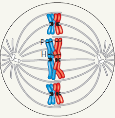 Draw IT The diagram at right shows a cell in meiosis. (a) Label the appropriate structures with these terms, drawing lines or brackets as needed: chromosome (label as duplicated or unduplicated), centromere, kinetochore, sister chromatids, nonsister chromatids, homologous pair, homologs, chiasma, sister chromatid cohesion, alleles (of the F and H genes). (b) Describe the makeup of a haploid set and a diploid set. (c) Identify the stage of meiosis shown.