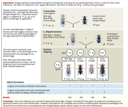 Are Two Genes Linked or Unlinked Genes that are in close proximity on the same chromosome will result in the linked alleles being inherited together more often than not. But how can you tell if certain alleles are inherited together due to linkage or whether they just happen to assort together In this exercise, you will use a simple statistical test, the chi-square ( 2) test, to analyze phenotypes of F1 testcross progeny in order to see whether two genes are linked or unlinked. How These Experiments Are Done If genes are unlinked and assorting independently, the phenotypic ratio of offspring from an F1 testcross is expected to be 1:1:1:1 (see Figure 12.9). If the two genes are linked, however, the observed phenotypic ratio of the offspring will not match the expected ratio. Given random fluctuations in the data, how much must the observed numbers deviate from the expected numbers for us to conclude that the genes are not assorting independently but may instead be linked To answer this question, scientists use a statistical test called a chi-square ( 2) test. This test compares an observed data set to an expected data set predicted by a hypothesis (here, that the genes are unlinked) and measures the discrepancy between the two, thus determining the goodness of fit. If the discrepancy between the observed and expected data sets is so large that it is unlikely to have occurred by random fluctuation, we say there is statistically significant evidence against the hypothesis (or, more specifically, evidence for the genes being linked). If the discrepancy is small, then our observations are well explained by random variation alone. In this case, we say the observed data are consistent with our hypothesis, or that the discrepancy is statistically insignificant. Note, however, that consistency with our hypothesis is not the same as proof of our hypothesis. Also, the size of the experimental data set is important: With small data sets like this one, even if the genes are linked, discrepancies might be small by chance alone if the linkage is weak. (For simplicity, we overlook the effect of sample size here.) Data from the Simulated Experiment In cosmos plants, purple stem ( A ) is dominant to green stem ( a ), and short petals ( B ) is dominant to long petals ( b ). In a simulated cross, AABB plants were crossed with aabb plants to generate F1 dihybrids ( AaBb ), which were then test crossed ( AaBb × aabb ). A total of 900 offspring plants were scored for stem color and flower petal length. The 2 value means nothing on its own-it is used to find the probability that, assuming the hypothesis is true, the observed data set could have resulted from random fluctuations. A low probability suggests the observed data are not consistent with the hypothesis, and thus the hypothesis should be rejected. A standard cut-off point used by biologists is a probability of 0.05 (5%). If the probability corresponding to the 2 value is 0.05 or less, the differences between observed and expected values are considered statistically significant and the hypothesis (that the genes are unlinked) should be rejected. If the probability is above 0.05, the results are not statistically significant; the observed data is consistent with the hypothesis. To find the probability, locate your 2 value in the 2 Distribution Table in Appendix F. The degrees of freedom (df) of your data set is the number of categories (here, 4 phenotypes)minus 1, so df = 3. (a) Determine which values on the df = 3 line of the table your calculated 2 value lies between. (b) The column headings for these values show the probability range for your 2 number. Based on whether there are nonsignificant ( p 0.05) or significant ( p 0.05) differences between the observed and expected values, are the data consistent with the hypothesis that the two genes are unlinked and assorting independently, or is there enough evidence to reject this hypothesis