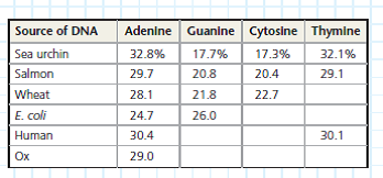 Given the Percentage Composition of One Nucleotide in a Genome, Can We Predict the Percentages of the Other Three Nucleotides Even before the structure of DNA was elucidated, Erwin Chargaff and his coworkers noticed a pattern in the base composition of nucleotides from different species: the percentage of adenine (A) bases roughly equaled that of thymine (T) bases, and the percentage of cytosine (C) bases roughly equaled that of guanine (G) bases. Further, the percentage of each pair (A/T and C/G) varied from species to species. We now know that the 1:1 A/T and C/G ratios are due to complementary base pairing between A and T and between C and G in the DNA double helix, and interspecies differences are due to the unique sequences of bases along a DNA strand. In this exercise, you will apply Chargaff's rules to predict the composition of nucleotide bases in a genome. How the Experiments Were Done In Chargaff's experiments, DNA was extracted from the given organism, hydrolyzed to break apart the individual nucleotides, and then analyzed chemically. These experiments provided approximate values for each type of nucleotide. (Today, whole-genome sequencing allows base composition analysis to be done more precisely directly from the sequence data.) Data from the Experiments Tables are useful for organizing sets of data representing a common set of values (here percentages of A, G, C, and T) for a number of different samples (in this case, from different species). You can apply the patterns that you see in the known data to predict unknown values. In the table, complete base distribution data are given for sea urchin DNA and salmon DNA; you will use Chargaff's rules to fill in the rest of the table with predicted values. Using Chargaff's rules, fill in the table with your predictions of the missing percentages of bases, starting with the wheat genome and proceeding through E. coli , human, and ox. Show how you arrived at your answers.