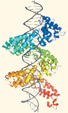 SYNTHESIZE YOUR KNOWLEDGE This image shows DNA (gray) interacting with a computer-generated model of a TAL protein (multicolored), one of a family of proteins found only in a species of the bacterium Xanthomonas. The bacterium uses proteins like this one to find specific gene sequences in cells of the organisms it infects, such as tomatoes, rice, and citrus fruits. Given what you know about DNA structure and considering the image above, discuss how the TAL protein's structure suggests that it functions.