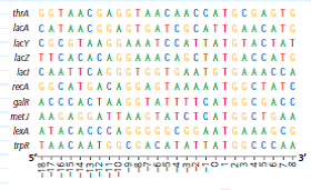 How Can a Sequence Logo Be Used to Identify Ribosome Binding Sites When initiating translation, ribosomes bind to an mRNA at a ribosome binding site upstream of the 5 -AUG- 3 start codon. Because mRNAs from different genes all bind to a ribosome, the genes encoding these mRNAs are likely to have a similar base sequence where the ribosomes bind. Therefore, candidate ribosome binding sites on mRNA can be identified by comparing DNA sequences (and thus the mRNA sequences) of multiple genes in a species, searching the region upstream of the start codon for shared (conserved) stretches of bases. In this exercise you will analyze DNA sequences from multiple such genes, represented by a visual graphic called a sequence logo. How the Experiment Was Done The DNA sequences of 149 genes from the E. coli genome were aligned and analyzed using computer software. The aim was to identify similar base sequences- at the appropriate location in each gene-as potential ribosome binding sites. Rather than presenting the data as a series of 149 sequences aligned in a column (a sequence alignment), the researchers used a sequence logo. Data from the Experiment To show how sequence logos are made, the potential ribosome binding regions from 10 of the E. coli genes are shown in a sequence alignment, followed by the sequence logo derived from the aligned sequences. Note that the DNA shown is the nontemplate (coding) strand, which is how DNA sequences are typically presented. The height of a stack of letters in a logo indicates the predictive power of that stack (determined statistically). If the stack is tall, we can be more confident in predicting what base will be in that position if a new sequence is added to the logo. For example, at position 2, all 10 sequences have a G; the probability of finding a G there in a new sequence is very high, as is the stack. For short stacks, the bases all have about the same frequency, and so it's hard to predict a base at those positions. (a) Which two positions have the most predictable bases What bases do you predict would be at those positions in a newly sequenced gene (b) Which 12 positions have the least predictable bases How do you know How does this reflect the relative frequencies of the bases shown in the 10 sequences Use the two left-most positions of the 12 as examples in your answer.