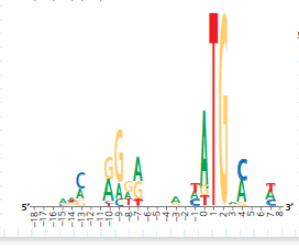 How Can a Sequence Logo Be Used to Identify Ribosome Binding Sites When initiating translation, ribosomes bind to an mRNA at a ribosome binding site upstream of the 5 -AUG- 3 start codon. Because mRNAs from different genes all bind to a ribosome, the genes encoding these mRNAs are likely to have a similar base sequence where the ribosomes bind. Therefore, candidate ribosome binding sites on mRNA can be identified by comparing DNA sequences (and thus the mRNA sequences) of multiple genes in a species, searching the region upstream of the start codon for shared (conserved) stretches of bases. In this exercise you will analyze DNA sequences from multiple such genes, represented by a visual graphic called a sequence logo. How the Experiment Was Done The DNA sequences of 149 genes from the E. coli genome were aligned and analyzed using computer software. The aim was to identify similar base sequences- at the appropriate location in each gene-as potential ribosome binding sites. Rather than presenting the data as a series of 149 sequences aligned in a column (a sequence alignment), the researchers used a sequence logo. Data from the Experiment To show how sequence logos are made, the potential ribosome binding regions from 10 of the E. coli genes are shown in a sequence alignment, followed by the sequence logo derived from the aligned sequences. Note that the DNA shown is the nontemplate (coding) strand, which is how DNA sequences are typically presented. The height of a stack of letters in a logo indicates the predictive power of that stack (determined statistically). If the stack is tall, we can be more confident in predicting what base will be in that position if a new sequence is added to the logo. For example, at position 2, all 10 sequences have a G; the probability of finding a G there in a new sequence is very high, as is the stack. For short stacks, the bases all have about the same frequency, and so it's hard to predict a base at those positions. (a) Which two positions have the most predictable bases What bases do you predict would be at those positions in a newly sequenced gene (b) Which 12 positions have the least predictable bases How do you know How does this reflect the relative frequencies of the bases shown in the 10 sequences Use the two left-most positions of the 12 as examples in your answer.