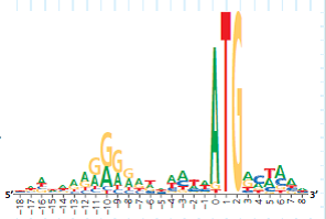 How Can a Sequence Logo Be Used to Identify Ribosome Binding Sites When initiating translation, ribosomes bind to an mRNA at a ribosome binding site upstream of the 5 -AUG- 3 start codon. Because mRNAs from different genes all bind to a ribosome, the genes encoding these mRNAs are likely to have a similar base sequence where the ribosomes bind. Therefore, candidate ribosome binding sites on mRNA can be identified by comparing DNA sequences (and thus the mRNA sequences) of multiple genes in a species, searching the region upstream of the start codon for shared (conserved) stretches of bases. In this exercise you will analyze DNA sequences from multiple such genes, represented by a visual graphic called a sequence logo. How the Experiment Was Done The DNA sequences of 149 genes from the E. coli genome were aligned and analyzed using computer software. The aim was to identify similar base sequences- at the appropriate location in each gene-as potential ribosome binding sites. Rather than presenting the data as a series of 149 sequences aligned in a column (a sequence alignment), the researchers used a sequence logo. Data from the Experiment To show how sequence logos are made, the potential ribosome binding regions from 10 of the E. coli genes are shown in a sequence alignment, followed by the sequence logo derived from the aligned sequences. Note that the DNA shown is the nontemplate (coding) strand, which is how DNA sequences are typically presented. The height of a stack of letters in a logo indicates the predictive power of that stack (determined statistically). If the stack is tall, we can be more confident in predicting what base will be in that position if a new sequence is added to the logo. For example, at position 2, all 10 sequences have a G; the probability of finding a G there in a new sequence is very high, as is the stack. For short stacks, the bases all have about the same frequency, and so it's hard to predict a base at those positions. (a) Which two positions have the most predictable bases What bases do you predict would be at those positions in a newly sequenced gene (b) Which 12 positions have the least predictable bases How do you know How does this reflect the relative frequencies of the bases shown in the 10 sequences Use the two left-most positions of the 12 as examples in your answer.
