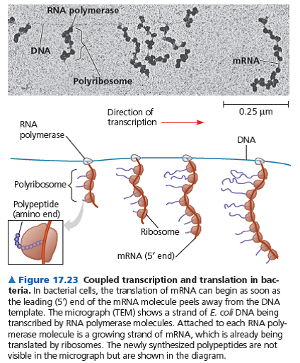 Would the coupling of the processes shown in Figure 17.23 be found in a eukaryotic cell Explain why or why not.