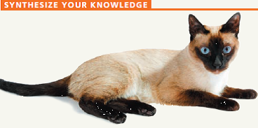 Some mutations result in proteins that function well at one temperature but are nonfunctional at a different (usually higher) temperature. Siamese cats have such a temperaturesensitive mutation in a gene encoding an enzyme that makes dark pigment in the fur. The mutation results in the breed's distinctive point markings and lighter body color (see the photo). Using this information and what you learned in the chapter, explain the pattern of the cat's fur pigmentation.