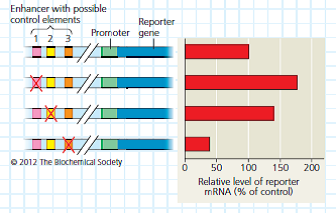 What Control Elements Regulate Expression of the mPGES-1 Gene The promoter of a gene includes the DNA immediately upstream of the transcription start site, but the control elements regulating the level of transcription of the gene (grouped in an enhancer.) may be thousands of base pairs upstream of the promoter. Because the distance and spacing of these control elements make them difficult to identify, scientists begin by deleting possible control elements and measuring the effect on gene expression. In this exercise, you will analyze data obtained from DNA deletion experiments that tested possible control elements for the human gene mPGES-1. This gene codes for an enzyme that synthesizes a type of prostaglandin, a chemical made during inflammation. How the Experiment Was Done The researchers hypothesized that there were three possible control elements in an enhancer region located 8-9 kilobases upstream of the mPGES-1 gene. Control elements regulate whatever gene is in the appropriate downstream location. Thus, to test the activity of the possible elements, researchers first synthesized molecules of DNA (constructs) that had the intact enhancer region upstream of a reporter gene, a gene whose mRNA product could be easily measured experimentally. Next, they made three more DNA constructs with one of the three proposed control elements in deleted in each (see left side of figure). The researchers then introduced each DNA construct into a separate human cell culture, where the cells took up the DNA constructs. After 48 hours, the amount of reporter gene mRNA made by the cells was measured. Comparing these amounts allowed researchers to determine if any of the deletions had an effect on expression of the reporter gene, mimicking the effect that deletions would have had on mPGES-1 gene expression. (The mPGES-1 gene itself couldn't be used to measure expression levels because the cells express their own mPGES-1 gene. The mRNA from that gene would confuse the results.) Data from the Experiment The diagrams on the left side of the figure show the intact DNA sequence (top) and the three experimental DNA constructs. A red X is located on the possible control element (1, 2, or 3) that was deleted in each experimental DNA construct. The area between the slashes represents the approximately 8 kilobases of DNA located between the promoter and the enhancer region. The horizontal bar graph on the right shows the amount of reporter gene mRNA that was present in each cell culture after 48 hours relative to the amount that was in the culture containing the intact enhancer region (top bar = 100%). (a) Did deletion of any of the possible control elements cause an increase in reporter gene expression relative to the control If so, which one(s), and how can you tell (b) If loss of a control element causes an increase in gene expression, what must be the normal role of that control element Propose a biological explanation for how the loss of such a control element could lead to an increase in gene expression.