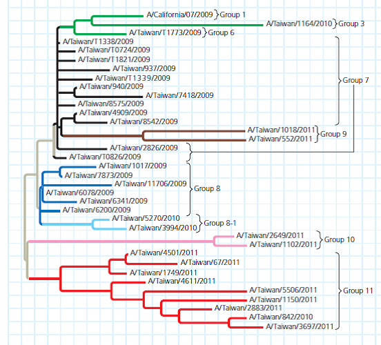 How Can DNA Sequence Data Be Used to Track Flu Virus Evolution During Pandemic Waves In 2009, an influenza A H1N1virus caused a pandemic, and the virus has continued to resurface in outbreaks across the world. Researchers in Taiwan were curious about why the virus kept appearing despite widespread flu vaccine initiatives. They hypothesized that newly evolved variants of the H1N1 virus were able to evade human immune system defenses. To test this hypothesis, they needed to determine if each wave of the flu infection was caused by a different H1N1 variant strain. How the Experiment Was Done Scientists obtained the genome sequences for 4,703 virus isolates collected from patients with H1N1 flu in Taiwan. They compared the sequences in different strains for the viral hemagglutinin (HA) gene, and based on mutations that had occurred, arranged the isolates into a phylogenetic tree (see Figure 20.5 for information on how to read phylogenetic trees). Data from the Experiment In the phylogenetic tree; each branch tip is one variant strain of the H1N1 virus with a unique HA gene sequence. The tree is a way to visualize a working hypothesis about the evolutionary relationships between H1N1 variants. The scientists arranged the branches into groups made up of one ancestral variant and all of its descendant, mutated variants. They are color-coded in the figure. Using Group 11 as an example, trace the lineage of its variants. (a) Do all of the nodes have the same number of branches or branch tips (b) Are all of the branches in the group the same length (c) What do these results indicate