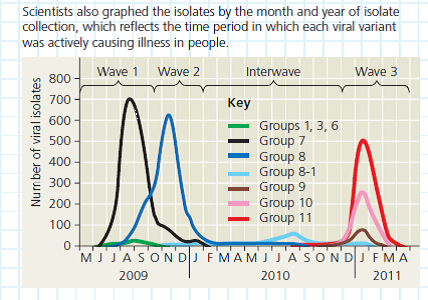 How Can DNA Sequence Data Be Used to Track Flu Virus Evolution During Pandemic Waves In 2009, an influenza A H1N1virus caused a pandemic, and the virus has continued to resurface in outbreaks across the world. Researchers in Taiwan were curious about why the virus kept appearing despite widespread flu vaccine initiatives. They hypothesized that newly evolved variants of the H1N1 virus were able to evade human immune system defenses. To test this hypothesis, they needed to determine if each wave of the flu infection was caused by a different H1N1 variant strain. How the Experiment Was Done Scientists obtained the genome sequences for 4,703 virus isolates collected from patients with H1N1 flu in Taiwan. They compared the sequences in different strains for the viral hemagglutinin (HA) gene, and based on mutations that had occurred, arranged the isolates into a phylogenetic tree (see Figure 20.5 for information on how to read phylogenetic trees). Data from the Experiment In the phylogenetic tree; each branch tip is one variant strain of the H1N1 virus with a unique HA gene sequence. The tree is a way to visualize a working hypothesis about the evolutionary relationships between H1N1 variants. The scientists arranged the branches into groups made up of one ancestral variant and all of its descendant, mutated variants. They are color-coded in the figure. Using Group 11 as an example, trace the lineage of its variants. (a) Do all of the nodes have the same number of branches or branch tips (b) Are all of the branches in the group the same length (c) What do these results indicate