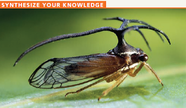Insects have three thoracic (trunk) segments. While researchers have found insect fossils with pairs of wings on all three segments, modern insects have wings or related structures on only the second and third segment. It turns out that in modern insects, Hox gene products act to inhibit wing formation on the first segment. The treehopper insect (above) is somewhat of an exception. In addition to having wings on its second segment, the treehopper's first segment has an ornate helmet that resembles a set of thorns, which a recent study has found to be a modified, fused pair of wings. The thorn-like structure helps to camouflage the treehopper in tree branches, thus reducing its risk of predation. Explain how changes in gene regulation could have led to the evolution of such a structure.