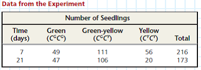 Using the Hardy-Weinberg Equation to Interpret Data and Make Predictions Is Evolution Occurring in a Soybean Population One way to test whether evolution is occurring in a population is to compare the observed genotype frequencies at a locus with those expected for a nonevolving population based on the Hardy-Weinberg equation. In this exercise, you'll test whether a soybean population is evolving at a locus with two alleles, C G and C Y , that affect chlorophyll production and hence leaf color. How the Experiment Was Done Students planted soybean seeds and then counted the number of seedlings of each genotype at day 7 and again at day 21. Seedlings of each genotype could be distinguished visually because the C G and C Y alleles show incomplete dominance: C G C G seedlings have green leaves, C G C Y seedlings have green-yellow leaves, and C Y C Y seedlings have yellow leaves. Use the observed genotype frequencies from the day 7 data to calculate the frequencies of the C G allele (p) and the C Y allele (q). (Remember that the frequency of an allele in a gene pool is the number of copies of that allele divided by the total number of copies of all alleles at that locus.)