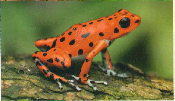 Suppose that females of one population of strawberry poison dart frogs (Dendrobates pumilio) prefer to mate with males that have a bright red and black coloration. In a different population, the females prefer males with yellow skin. Propose a hypothesis to explain how such differences could have arisen in. allopatric versus sympatric populations.