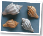 Estimating Quantitative Data from a Graph and Developing Hypotheses Do Ecological Factors Affect Evolutionary Rates Researchers studied the fossil record to investigate whether differing modes of larval dispersal might explain species longevity within one taxon of marine snails, the family Volutidae. Some of the snail species had nonplanktonic larvae: They developed directly into adults without a swimming stage. Other species had planktonic larvae: They had a swimming stage and could disperse very long distances. The adults of these planktonic species tended to have broad geographic distributions, whereas nonplanktonic species tended to be more isolated. How the Research Was Done The researchers studied the stratigraphic distribution of volutes in outcrops of sedimentary rocks located along North America's Gulf coast. These rocks, which formed from 66 to 37 million years ago, early in the Paleogene period, are an excellent source of well-preserved snail fossils. The researchers were able to classify each fossil species of volute snail as having planktonic or nonplanktonic larvae based on features of the earliest formed whorls of the snail's shell. Each bar in the graph shows how long one species of snail persisted in the fossil record. Calculate the mean (average) persistence times for species with planktonic larvae and species with nonplanktonic larvae.
