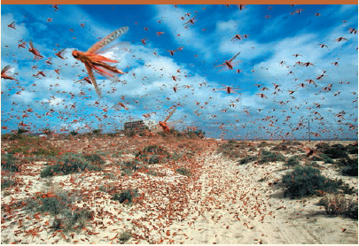 SYNTHESIZE YOUR KNOWLEDGE Locusts (grasshoppers in the family Acrididae) undergo cyclic population outbreaks, leading to massive swarms such as this one in the Canary Islands, off the west coast of Africa. Of the mechanisms of density-dependent regulation shown in Figure 53.18, choose the two that you think most apply to locust swarms, and explain why.