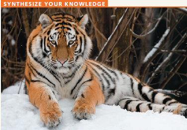 Big cats, such as the Siberian tiger (Panthera tigris altaica) shown here, are one of the most endangered groups of mammals in the world. Based on what you've learned in this chapter, discuss some of the approaches you would use to help preserve them.