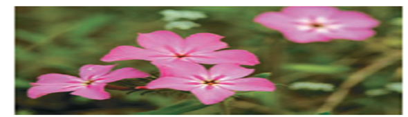 Floral traits in plants often play key roles in diversification, in that slight modifications of those traits, if genetically determined, may quickly lead to reproductive restrictions and evolution. Insight into genetic involvement in flower formation is often acquired through selection experiments that expose realized heritability. Lendvai and Levin (2003) conducted a series of artificial selection experiments on flower size (diameter) in Phlox drummondii. Data from their selection experiments are presented in the following table in modified form and content. (a) Considering that differences in control values represent year-to-year differences in greenhouse conditions, calculate (in mm) the average response to selection over the three-year period. (b) Calculate the realized heritability for each year and the overall realized heritability. (c) Assuming that the realized heritability in phlox is relatively high, what factors might account for such a high response? (d) In terms of evolutionary potential, is a population with high heritability likely to be favored compared to one with a low realized heritability?