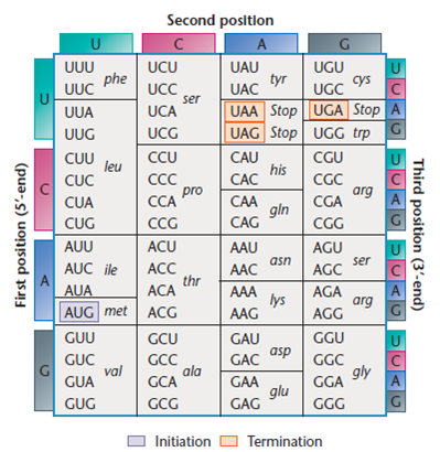 Shown below are two homologous lengths of the alpha and beta chains of human hemoglobin. Consult a genetic code dictionary (Figure) and determine how many amino acid substitutions may have occurred as a result of a single nucleotide substitution. For any that cannot occur as a result of a single change, determine the minimal mutational distance. Figure. The coding dictionary. AUG encodes methionine which initiates most polypeptide chains. All other amino acids except tryptophan, which is encoded only by UGG, are represented by two to six triplets UAA, UAG, and UGA are termination signals and do not encode any amino acids.