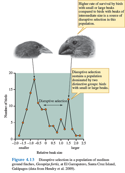 There is genetic evidence that mating between G. magnirostris and G. fortis (see fig. 13.8, p. 287) may have helped establish sufficient genetic variation in the population of G. fortis at El Garrapatero for the distribution of beak sizes at that site (see fig. 4.13 ) to emerge under the influence of disruptive selection. Explain.        