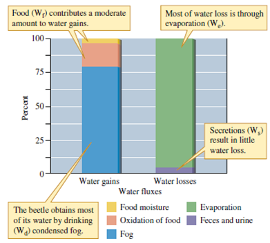 Compare the water budgets of the tenebrionid beetle, Onymacris, and the kangaroo rat, Dipodomys, shown in figures 6.9 and 6.10. Which of these two species obtains most of its water from metabolic water Which relies most on condensation of fog as a water source In which species do you see greater losses of water through the urine Figure 6.9 Water budget of the desert beetle, Onymacris unguicularis (data from Cooper 1982). Figure 6.10 Water budget of Merriam's kangaroo rat Dipodomys merriami (data from Schmidt-NielseN₁964).