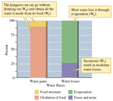 Compare the water budgets of the tenebrionid beetle, Onymacris, and the kangaroo rat, Dipodomys, shown in figures 6.9 and 6.10. Which of these two species obtains most of its water from metabolic water Which relies most on condensation of fog as a water source In which species do you see greater losses of water through the urine Figure 6.9 Water budget of the desert beetle, Onymacris unguicularis (data from Cooper 1982). Figure 6.10 Water budget of Merriam's kangaroo rat Dipodomys merriami (data from Schmidt-NielseN₁964).