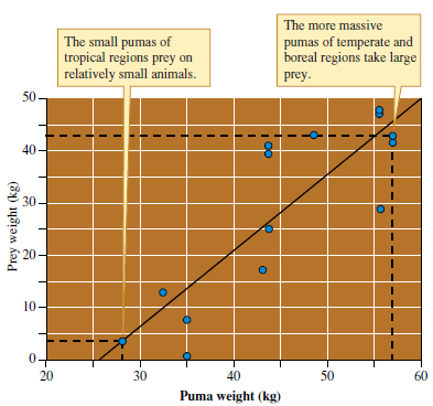 The data of Iriarte and colleagues (1990) suggest that prey size may favor a particular body size among pumas (see fig. 7.19). However, this variation in body size also correlates well with latitude; the larger pumas live at high latitudes. Consequently, this variation in body size has been interpreted as the result of selection for efficient temperature regulation. Homeothermic animals are often larger at high latitudes, a pattern called Bergmann's rule. Larger animals, with lower surface area relative to their mass, would be theoretically better at conserving heat. Smaller animals, with higher surface area relative to their mass, would be theoretically better at keeping cool. So what determines predator size Is predator size determined by climate, predator prey interactions, or both Design a study of the influence of the environment on the size of homeothermic predators.     Figure 7.19 The size of pumas and their prey changes with latitude (data from Iriarte et al. 1990).