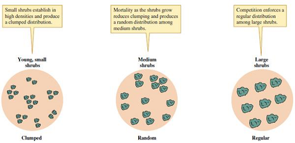 According to the results of Phillips and MacMahon, what is the approximate value of the ratio of variance in shrub density to mean shrub density (variance/mean) for young, medium-age, and older creosote bushes (see fig. 9.13) Figure 9.13 Change in creosote bush distributions with increasing shrub size.