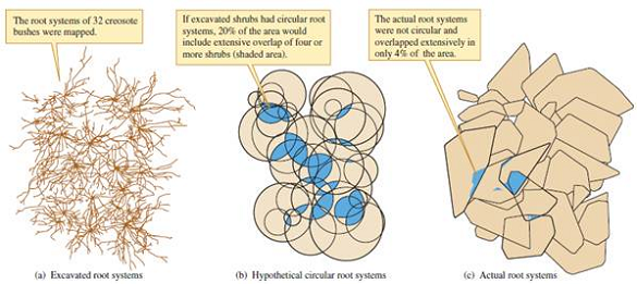 How could you test the hypothesis that low overlap in root systems in creosote bush populations (see fig. 9.14) is the result of ongoing competition Figure 9.14 Creosote bush root distributions: hypothetical versus actual root overlap (data from Brisson and Reynolds 1994).