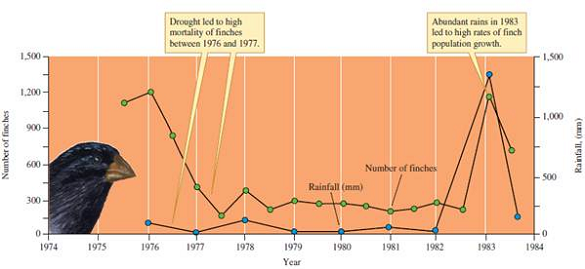 Why might medium ground finch population responses to short-term, episodic increases in rainfall (see fig. 11.17) differ from their responses to increases in rainfall lasting for years or decades Figure 11.17 Rainfall and the medium ground finch, Geospiza fortis, population of Daphne Major Island (data from Gibbs and Grant 1987).